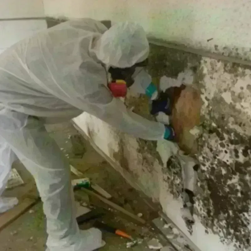 Mold Remediation and Removal in Irving, TX